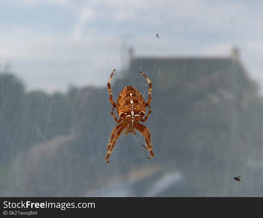 Spider, Arachnid, Invertebrate, Orb Weaver Spider