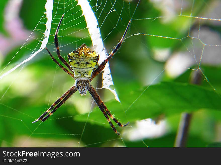 Spider, Arachnid, Orb Weaver Spider, Invertebrate