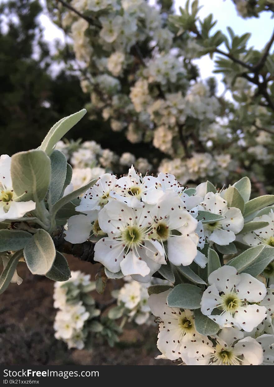 White, Plant, Spring, Flower