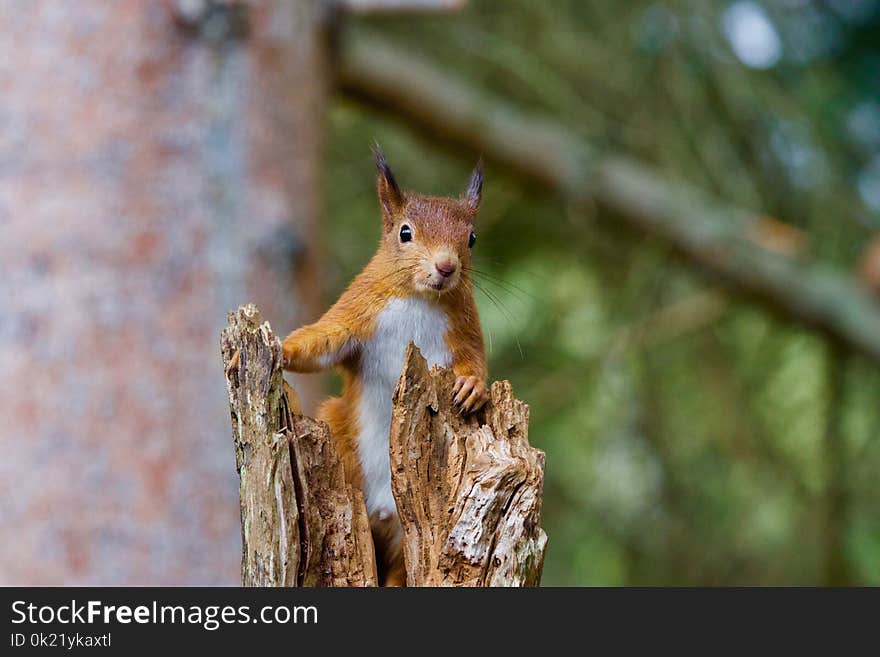 Squirrel, Wildlife, Fauna, Mammal