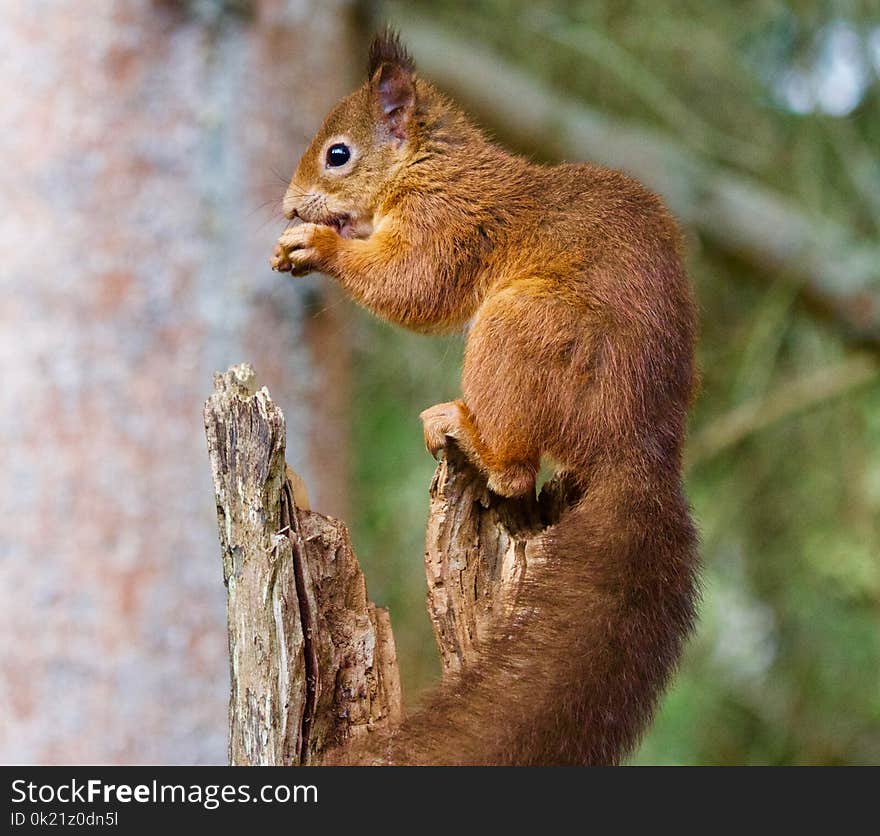 Squirrel, Fauna, Mammal, Wildlife