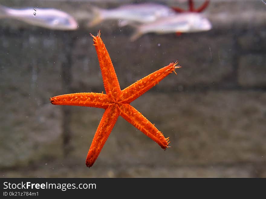 Starfish, Marine Invertebrates, Invertebrate, Echinoderm