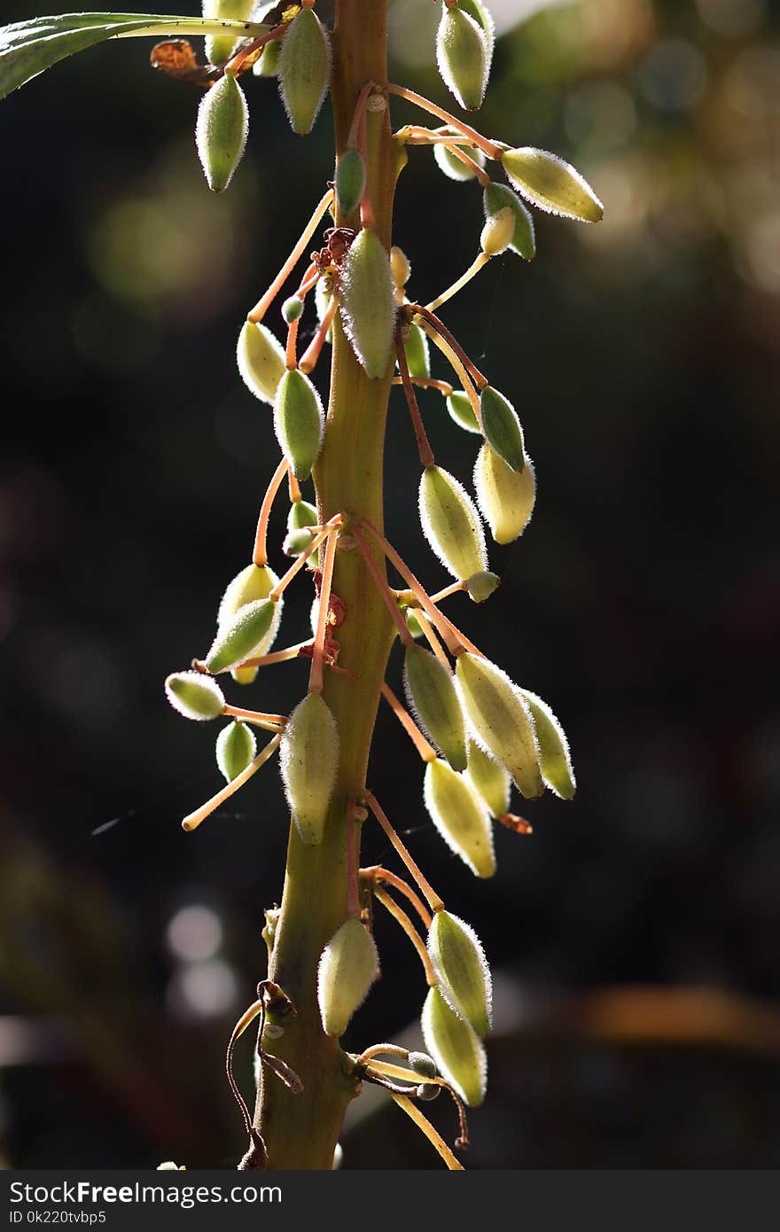 Flora, Plant, Branch, Twig