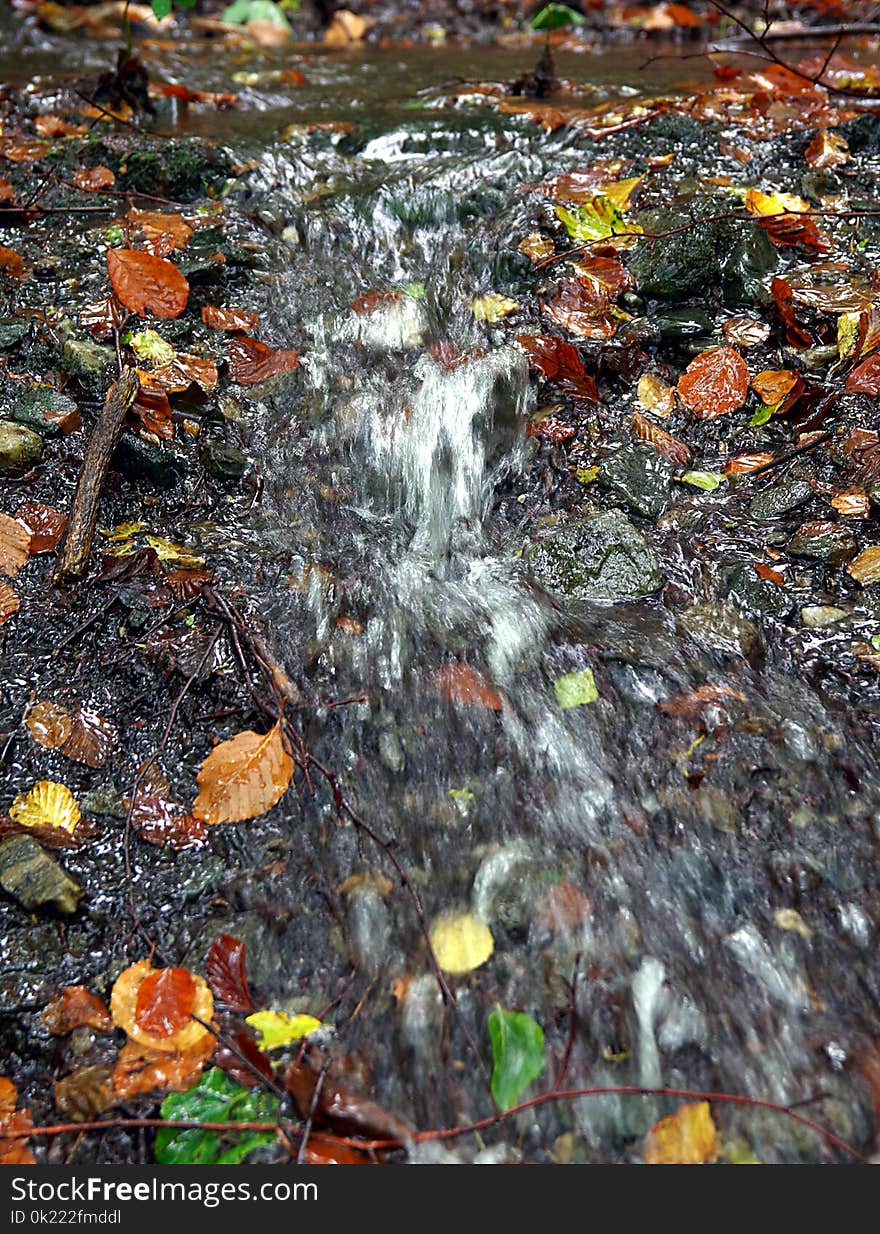 Water, Nature, Leaf, Stream