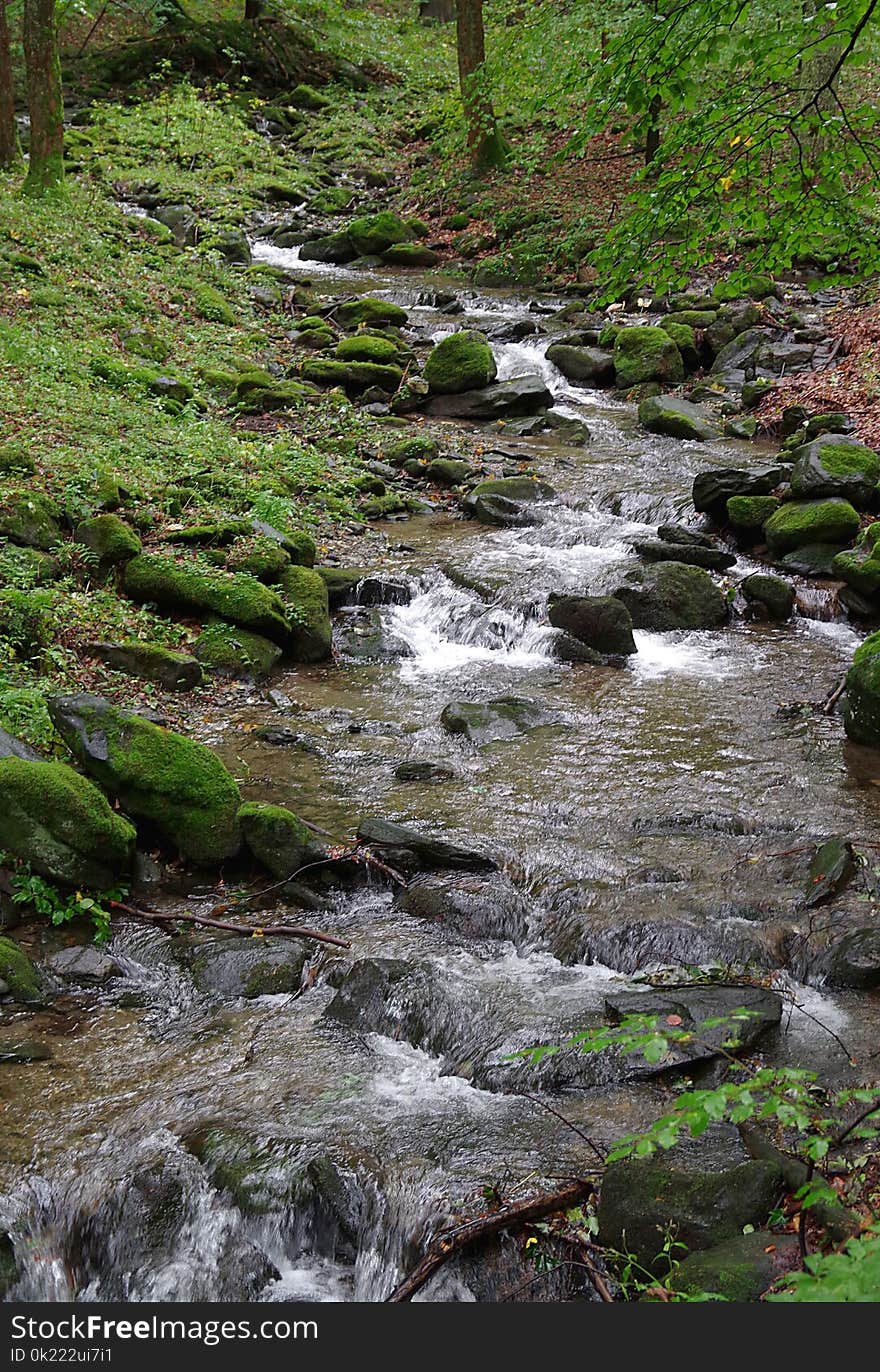 Stream, Water, Nature, Creek