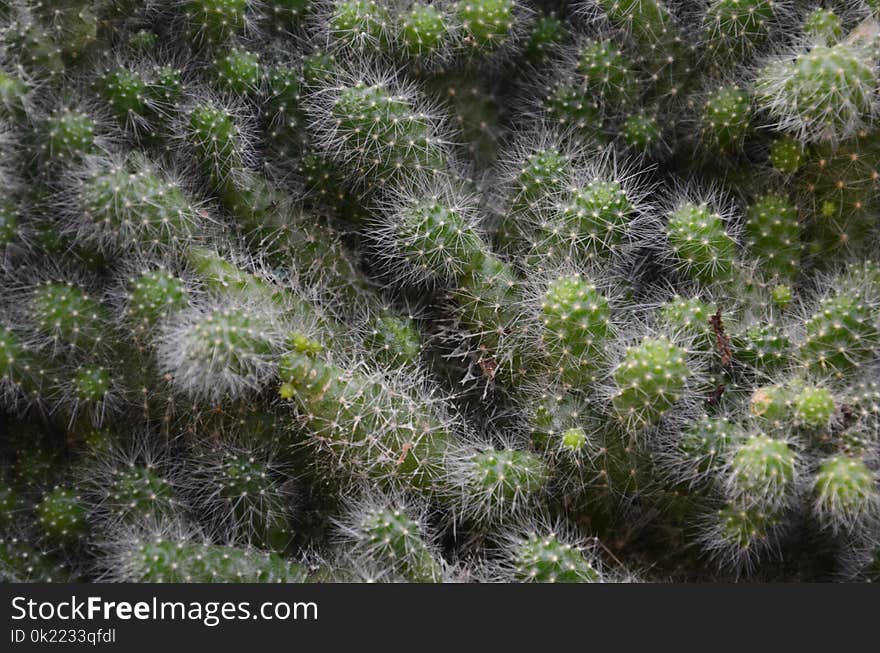 Plant, Vegetation, Cactus, Thorns Spines And Prickles