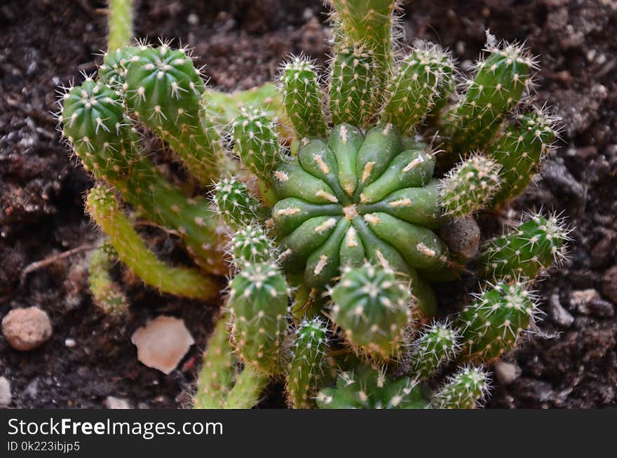 Plant, Vegetation, Cactus, Acanthocereus Tetragonus