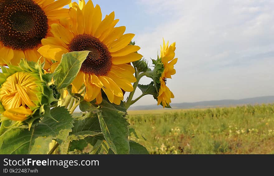 Sunflower, Flower, Yellow, Field