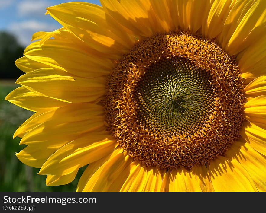 Sunflower, Flower, Yellow, Sunflower Seed