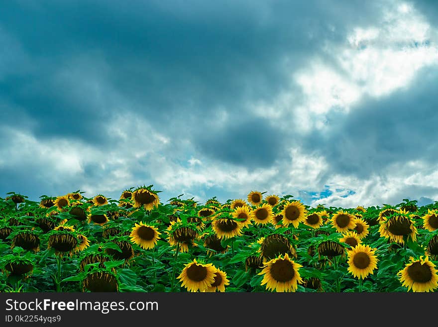 Sky, Flower, Sunflower, Field