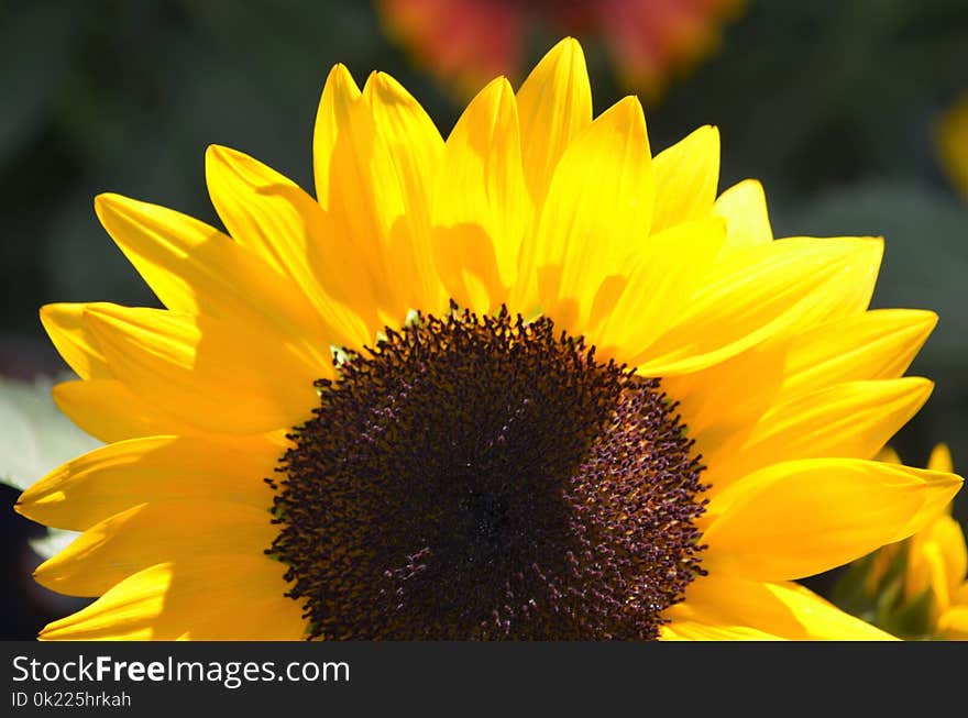 Flower, Sunflower, Yellow, Sunflower Seed