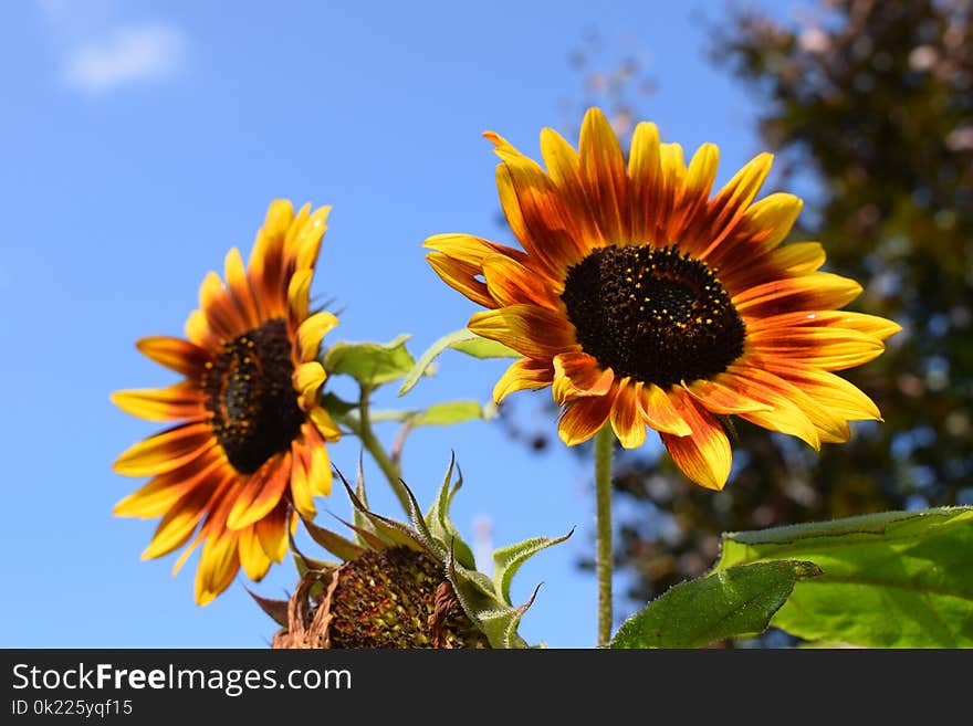 Flower, Sunflower, Yellow, Flowering Plant