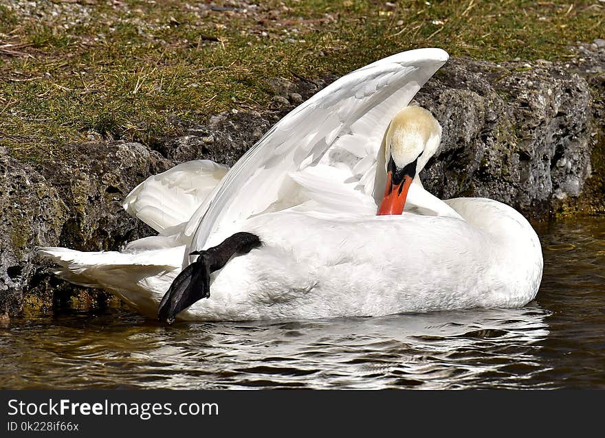 Bird, Swan, Water, Water Bird