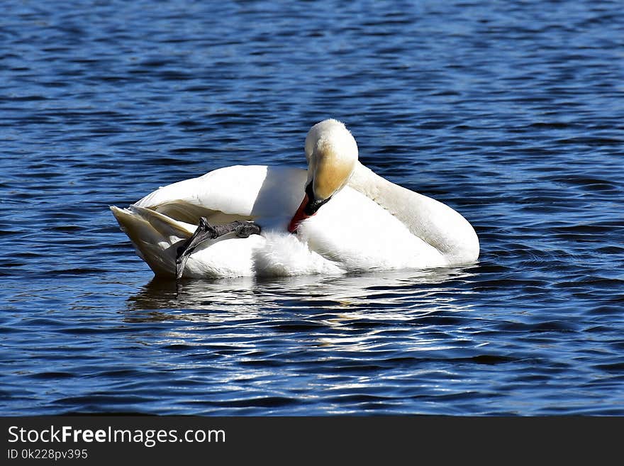 Bird, Swan, Water Bird, Ducks Geese And Swans