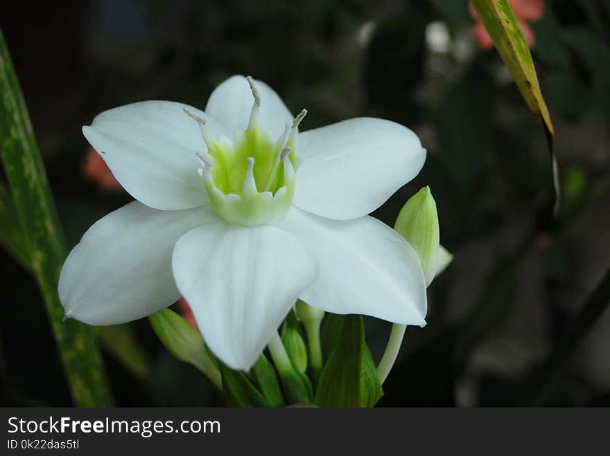 Flower, Plant, White, Flora