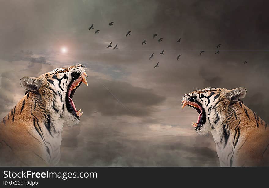 Tiger, Mammal, Wildlife, Roar