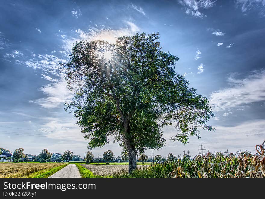 Sky, Cloud, Tree, Nature