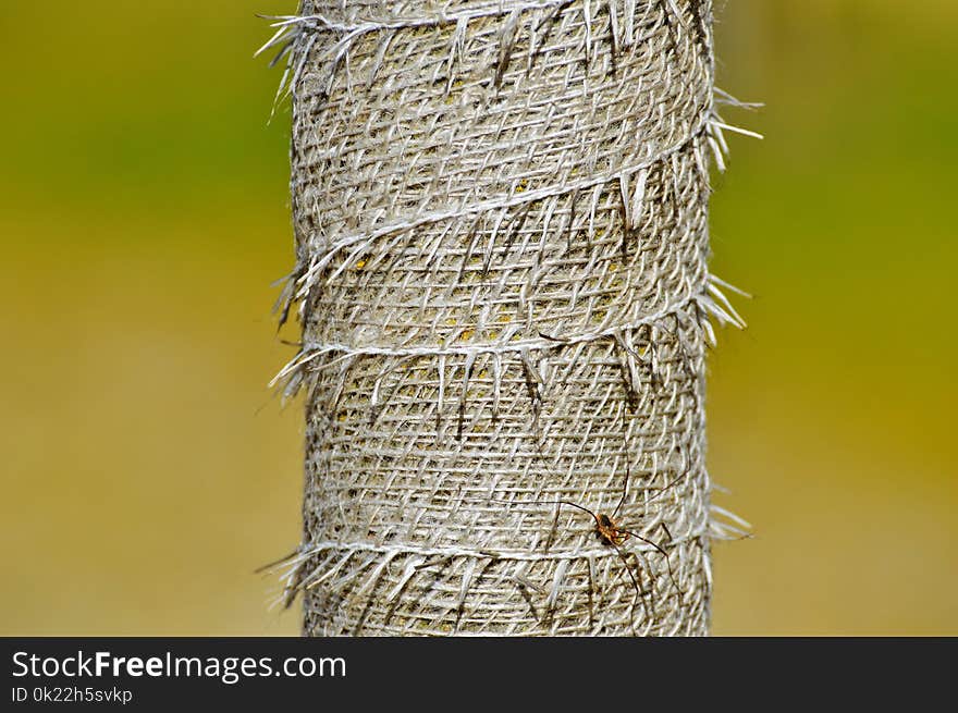 Straw, Grass Family, Twig, Grass