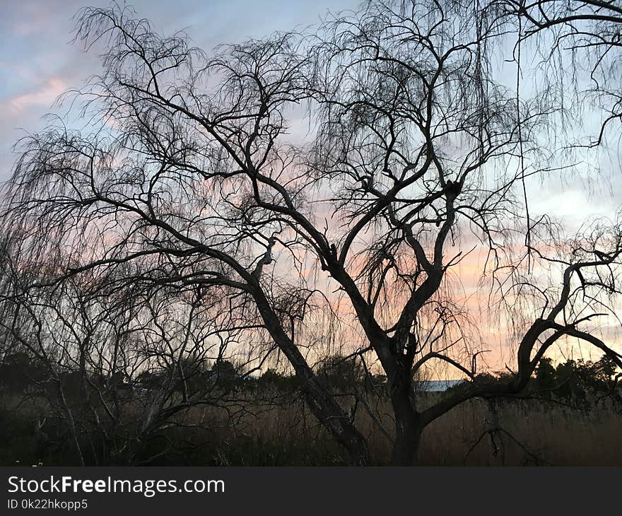 Sky, Tree, Branch, Woody Plant