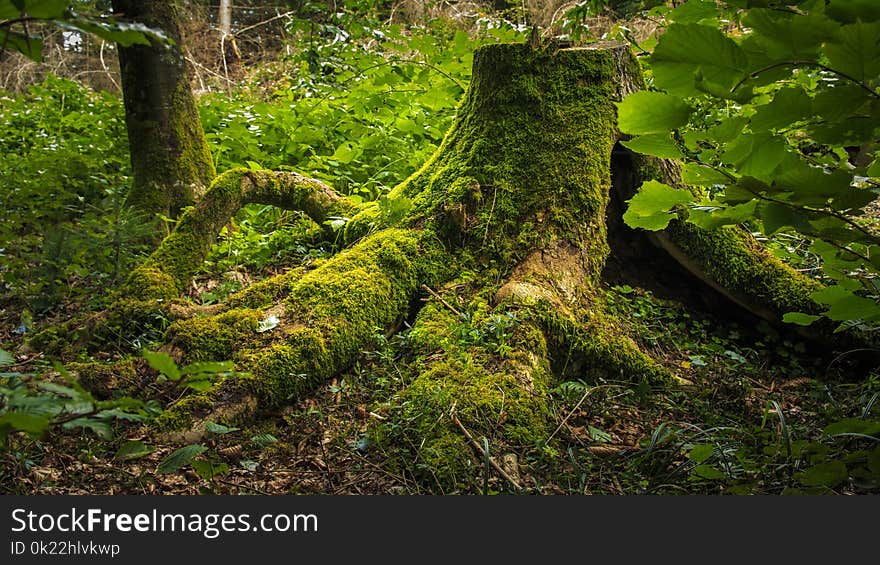 Vegetation, Nature Reserve, Ecosystem, Woodland