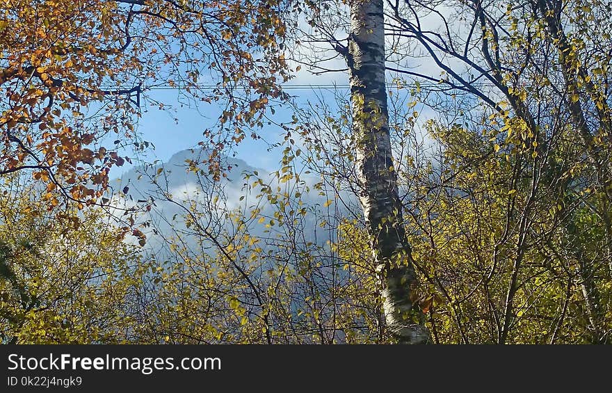 Tree, Nature, Leaf, Woody Plant