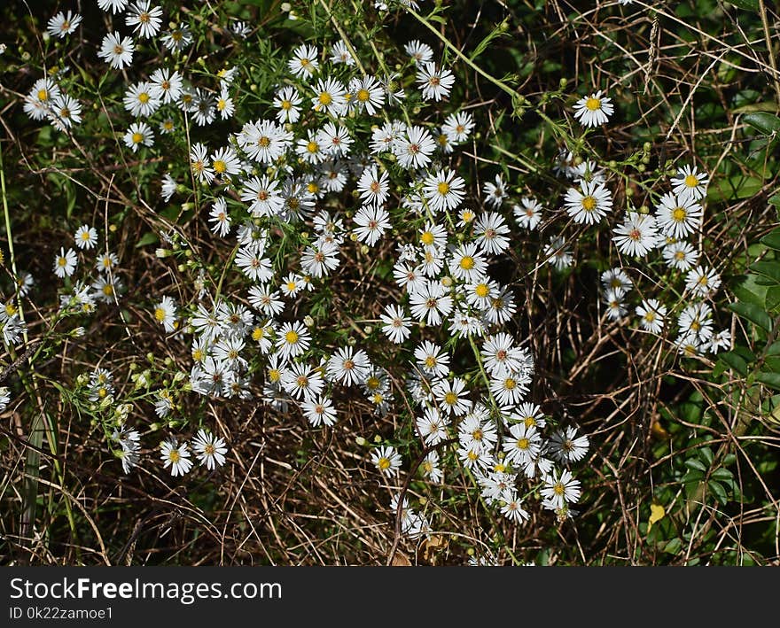 Flower, Plant, Flora, Flowering Plant