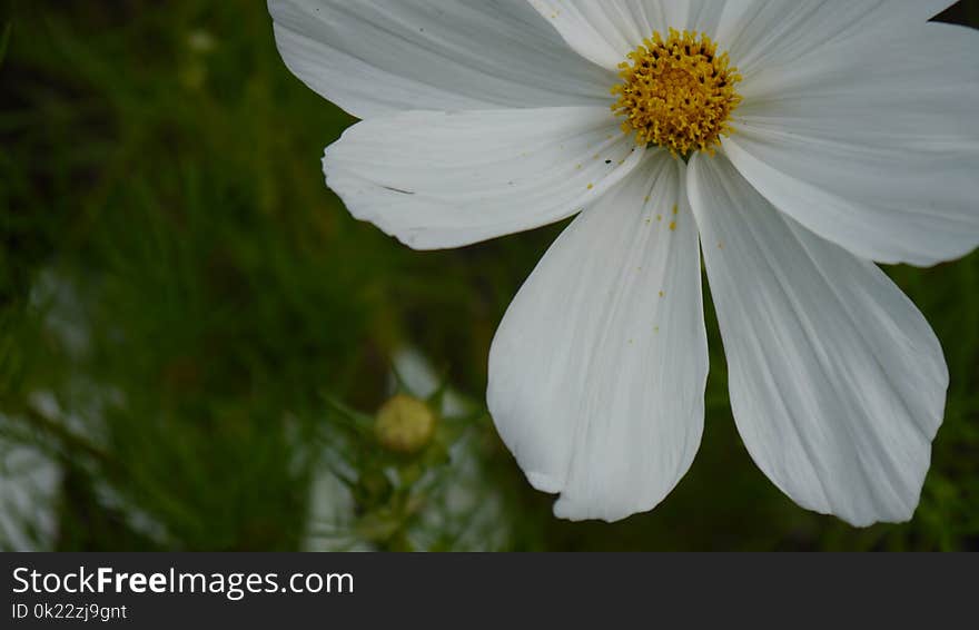 Flower, White, Garden Cosmos, Plant