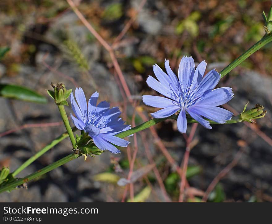 Plant, Flora, Chicory, Flower