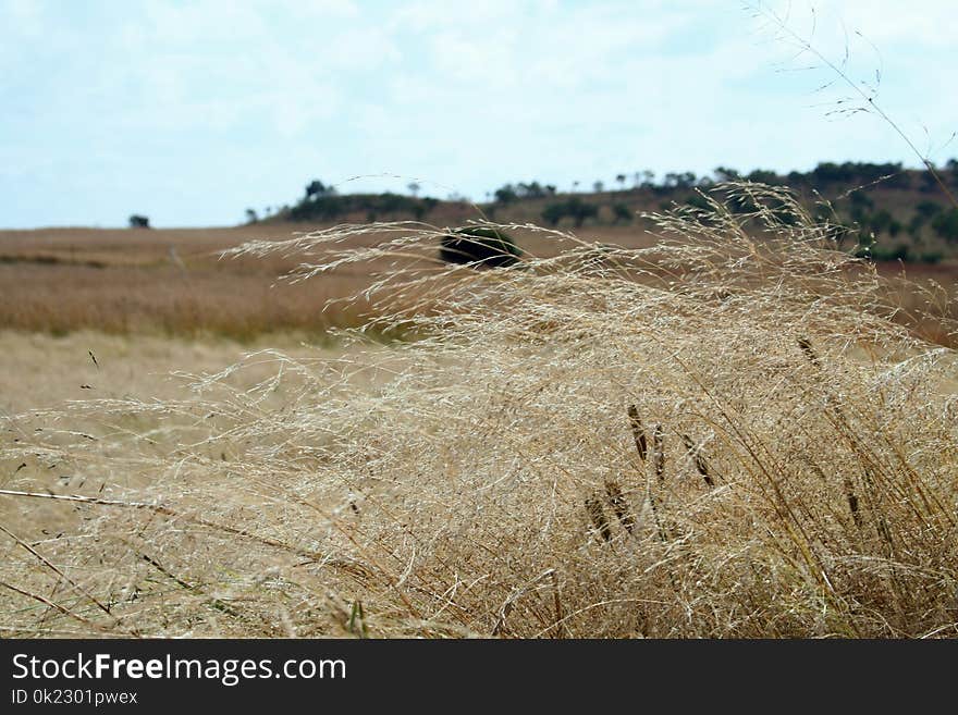 Ecosystem, Prairie, Grassland, Grass