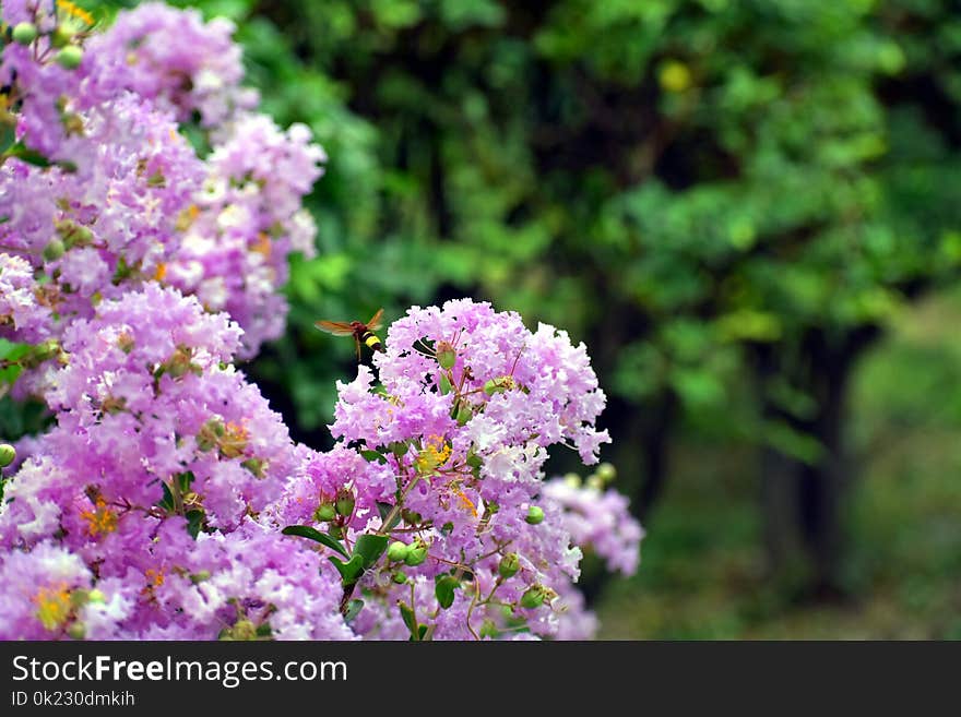 Flower, Plant, Flora, Flowering Plant