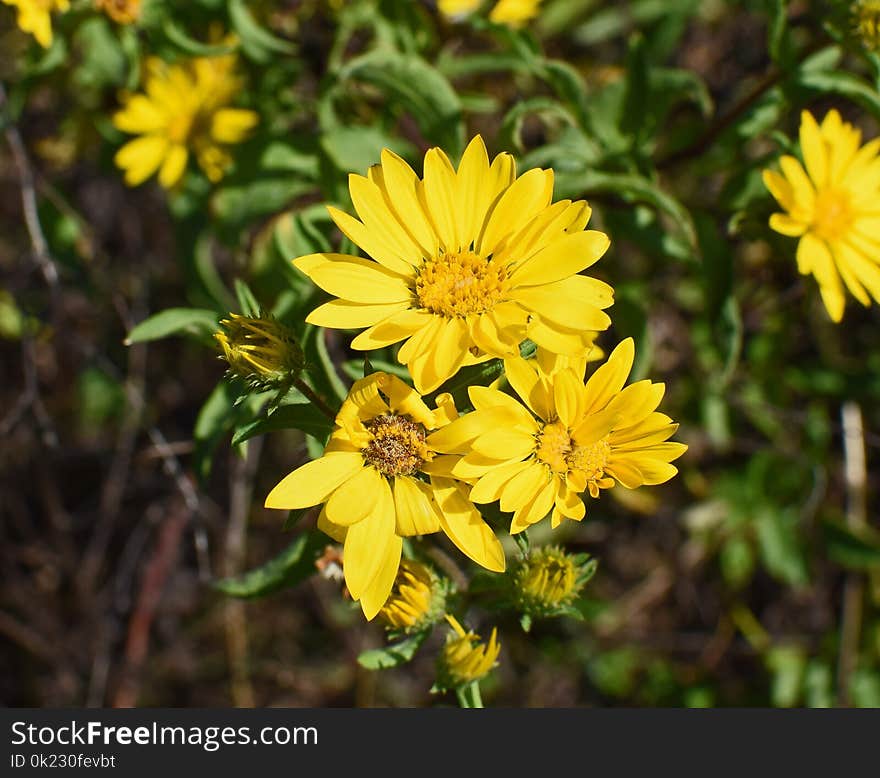 Flower, Yellow, Flora, Plant