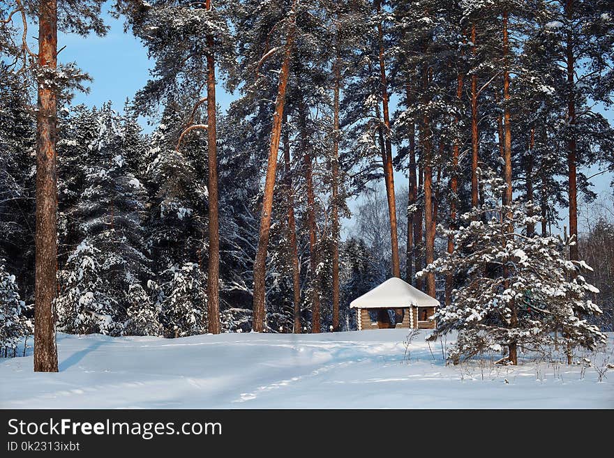 Snow, Winter, Tree, Nature