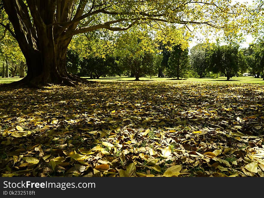 Leaf, Nature, Tree, Autumn