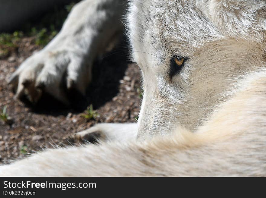 Fauna, Wildlife, Snout, Close Up