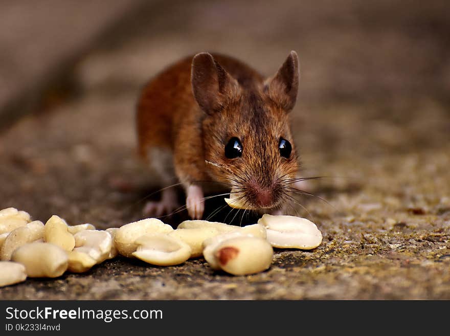 Mouse, Fauna, Mammal, Wildlife