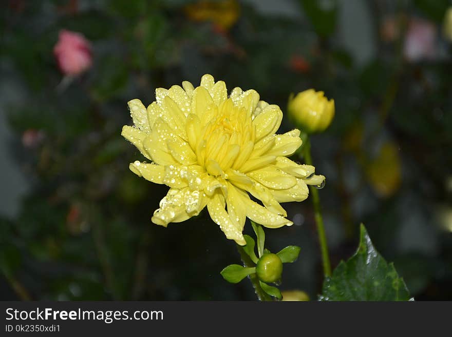 Flower, Yellow, Flora, Plant