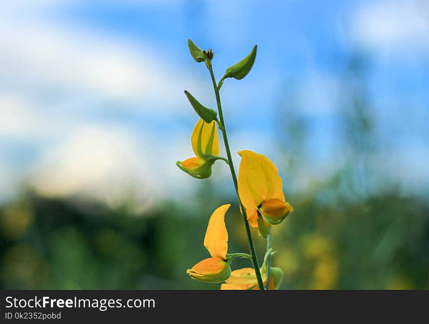 Flower, Yellow, Flora, Wildflower