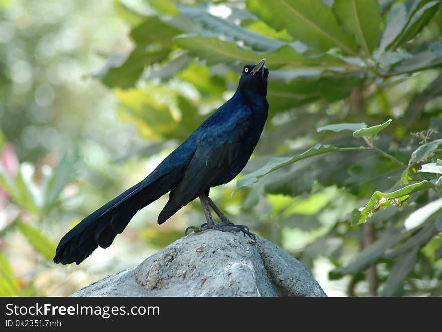 Bird, Fauna, Beak, Blackbird