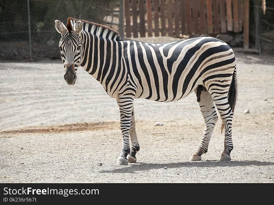 Zebra, Wildlife, Terrestrial Animal, Fauna