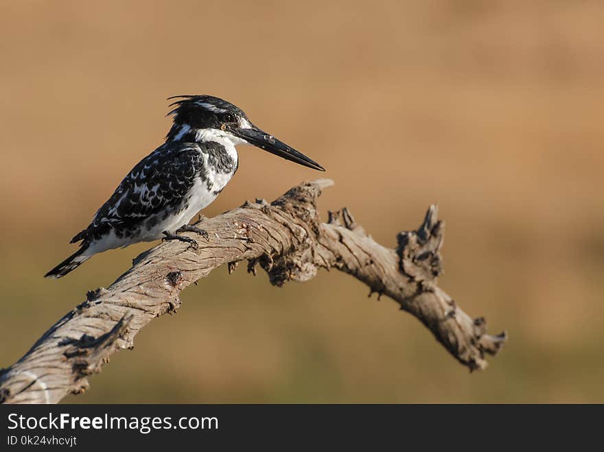 Black and white pied kingfisher on a dead branch in the evening sun isolated from light brown background. Black and white pied kingfisher on a dead branch in the evening sun isolated from light brown background.