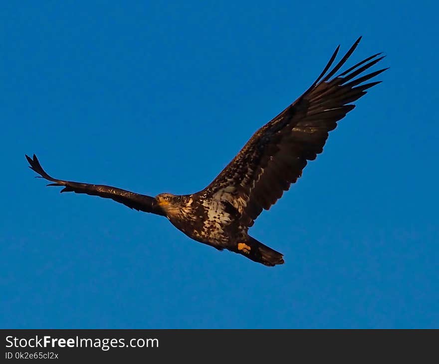 Golden Eagle in Flight