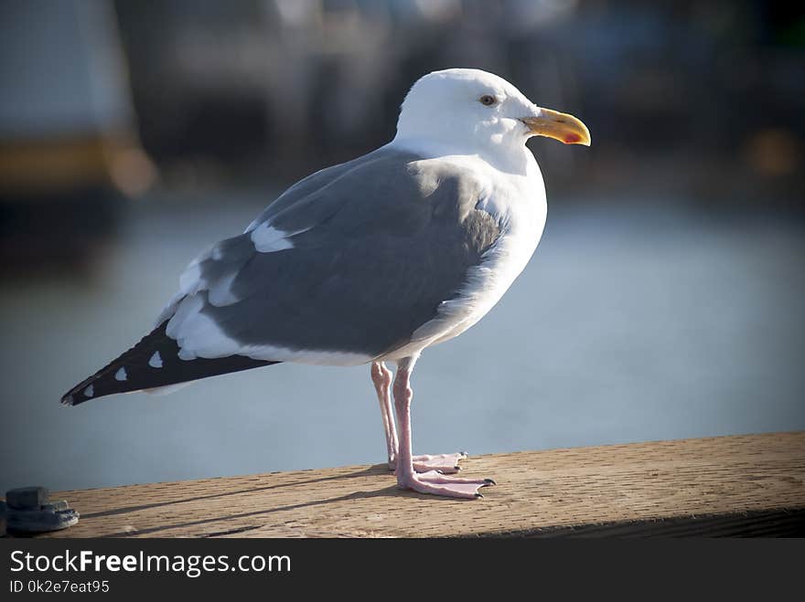 Pacific Gull Perched On A Wooden Pier