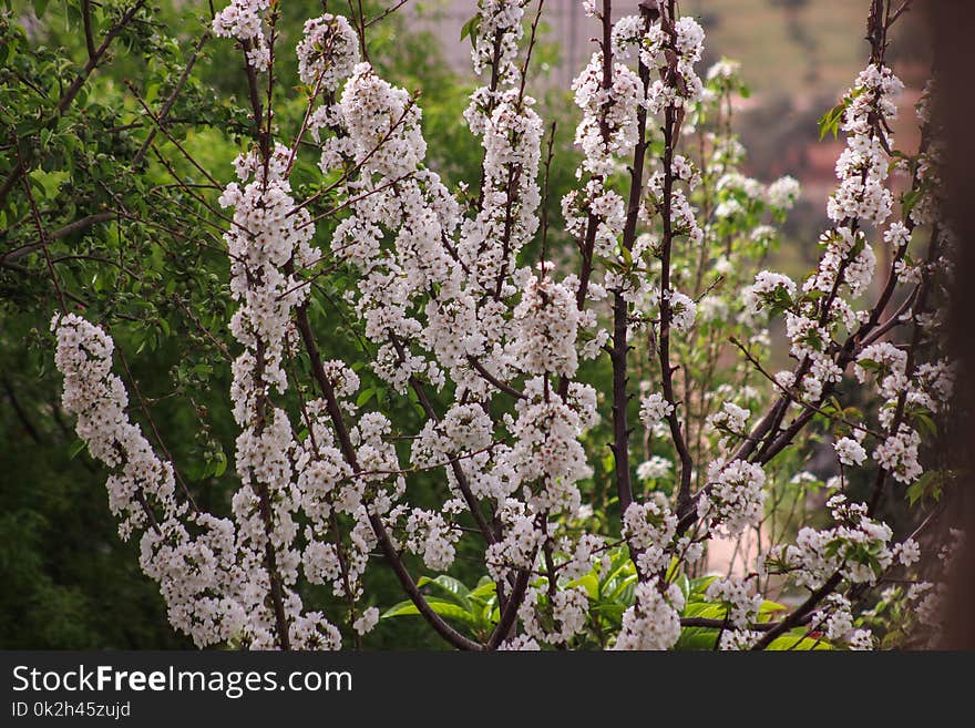 White Petaled Flowers