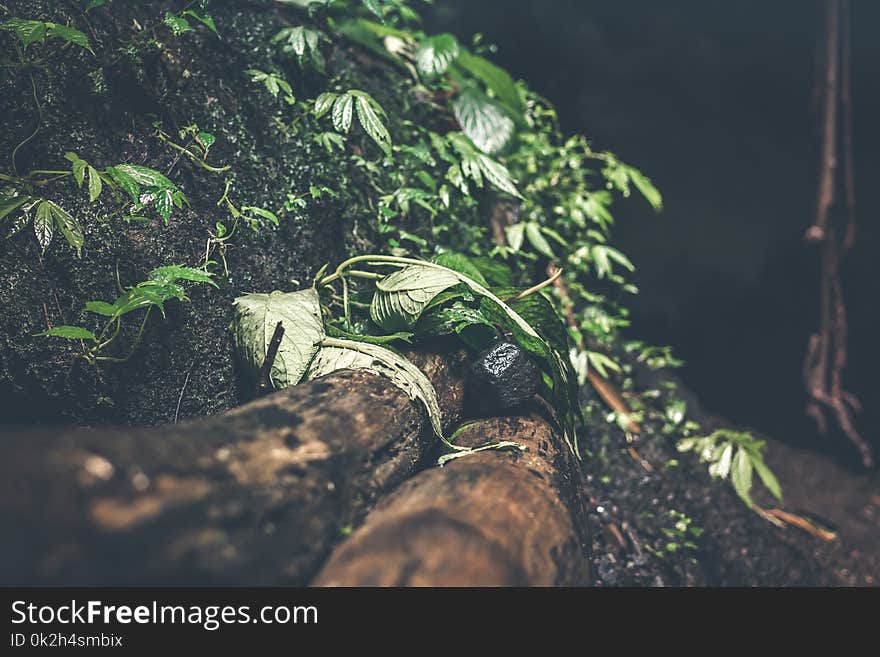 Photo of Green Plants