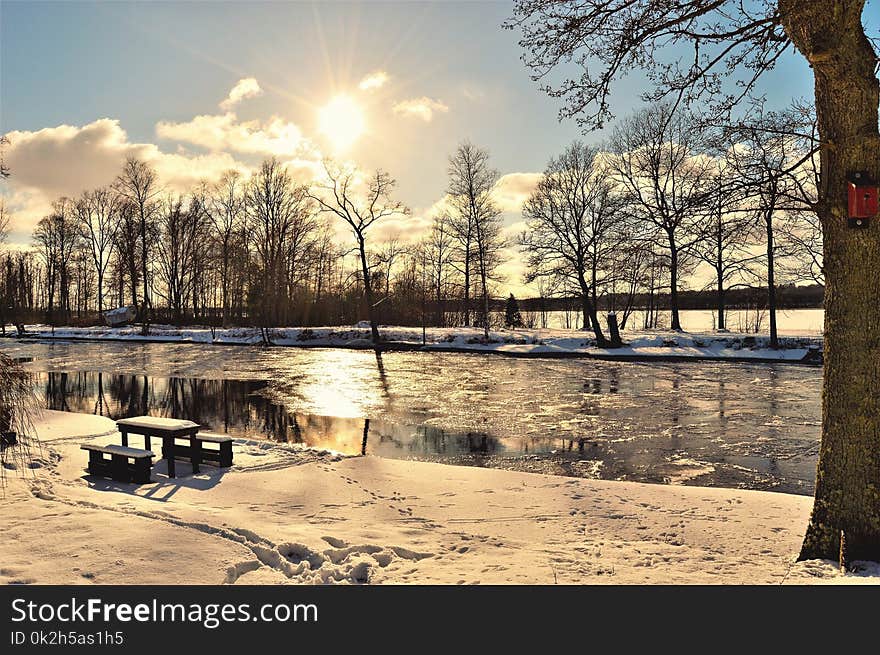 Bare Trees Near Body of Water