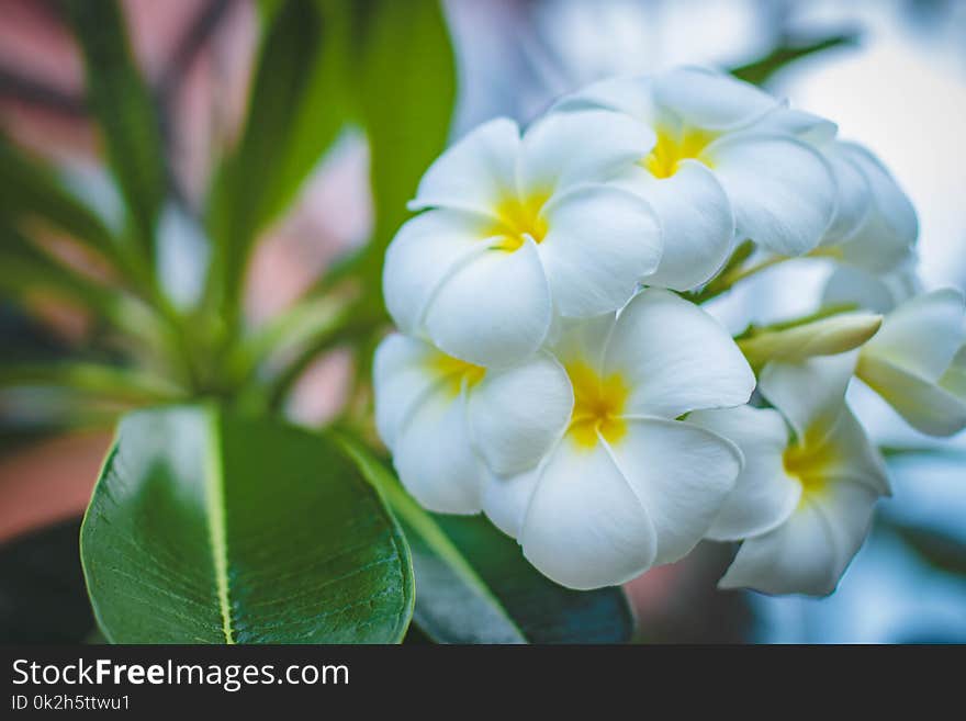 Closeup Photo of White Petaled Flowers