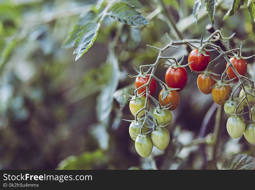 Selective Focus Photography of Red Fruit