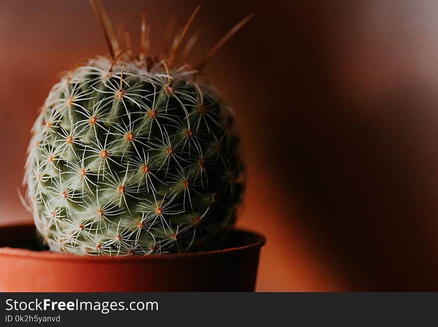 Green Cacti With Brown Vase