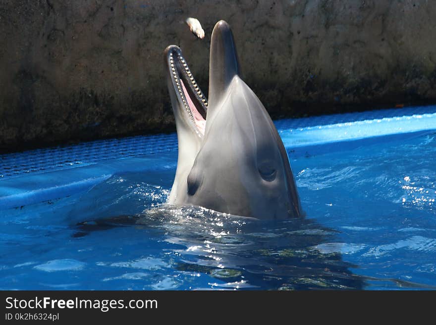 Gray Dolphin on Blue Water