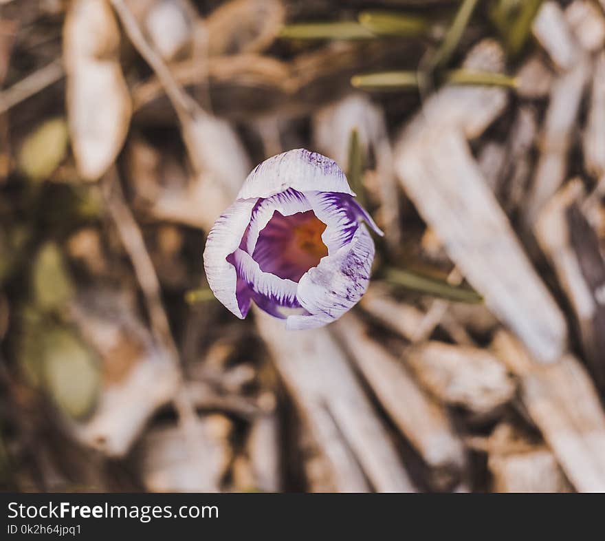 White and Purple Petaled Flower